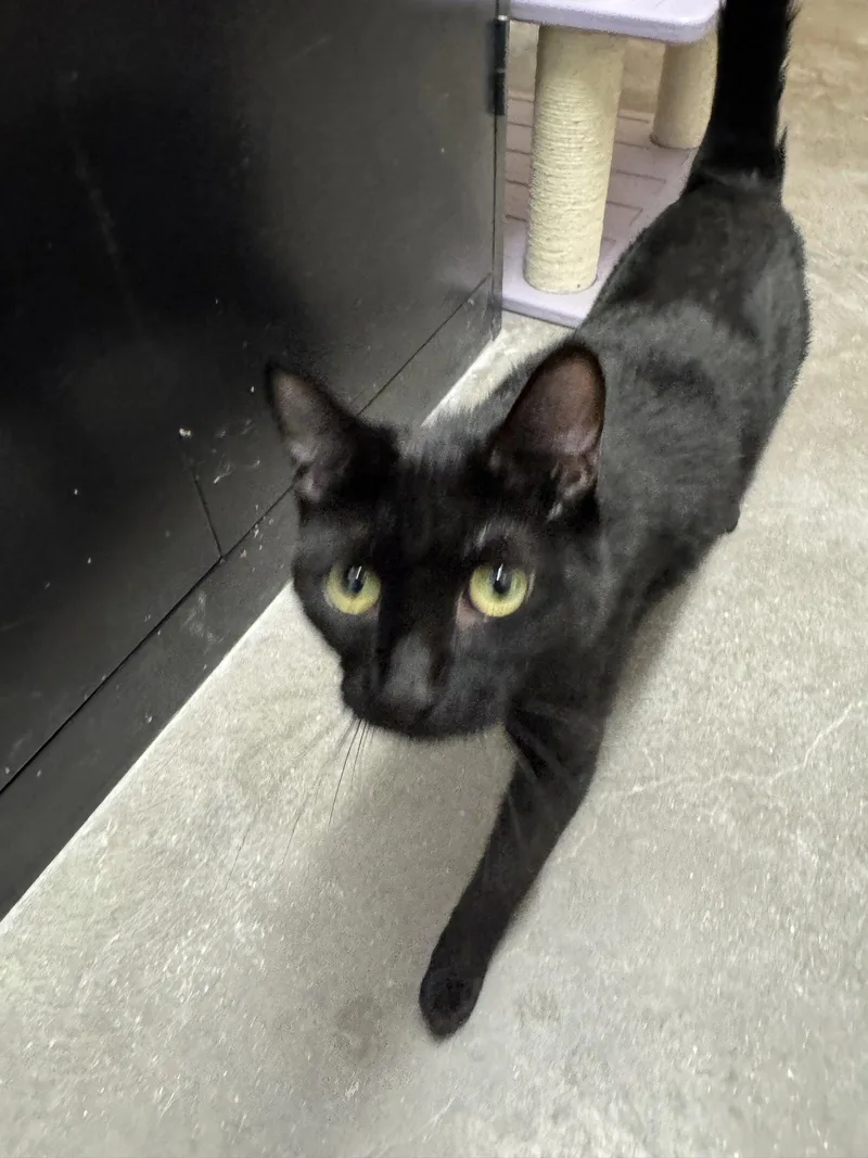 An adult small-sized male Black Domestic Short Hair cat named Honor for adoption in Mission Viejo, CA