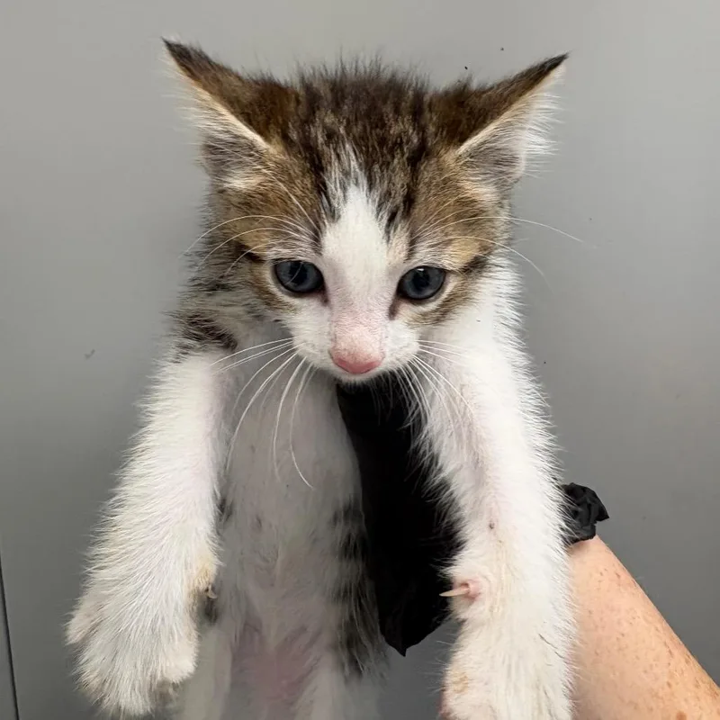 A baby medium-sized male Brown / Chocolate Domestic Short Hair cat named Sage for adoption in Columbiana, AL