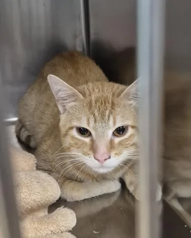 A young large-sized male Domestic Short Hair cat named Leo for adoption in Decatur, IL