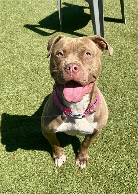 An adult large-sized female Pit Bull Terrier dog named Bianca for adoption in Newton, NC