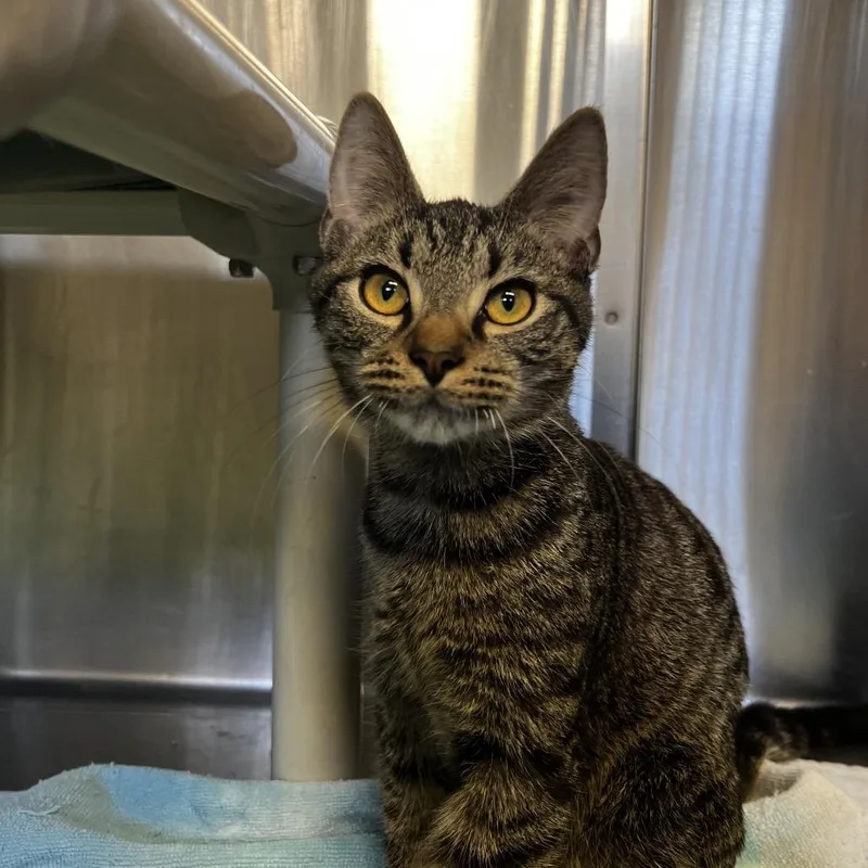 A baby small-sized male Brown / Chocolate Domestic Short Hair cat named Logan for adoption in Harrisville, WV
