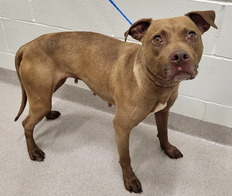 An adult medium-sized female Brown / Chocolate Pit Bull Terrier dog named 26-320 for adoption in Amityville, NY