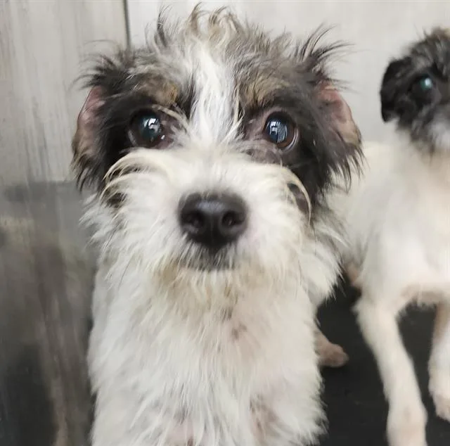 A young small-sized female Terrier dog named Frida for adoption in San Antonio, TX