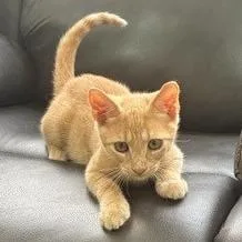 A baby small-sized male Orange / Red Domestic Short Hair cat named Tangelo for adoption in Germantown, MD
