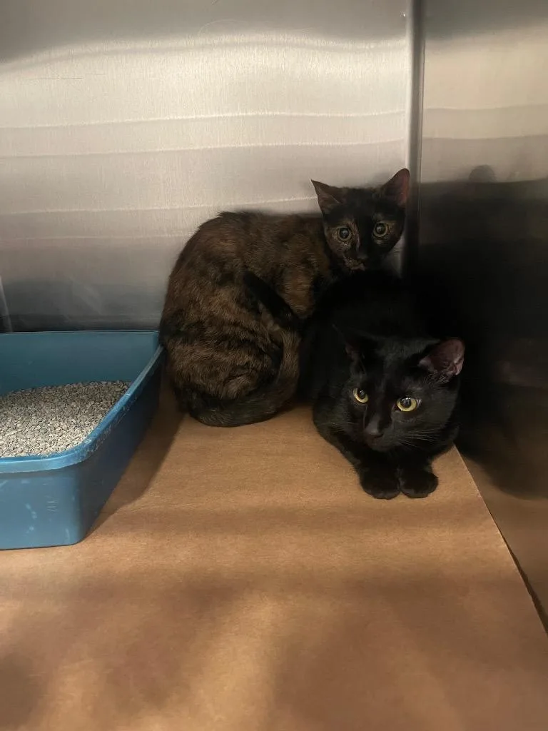 A young large-sized female Domestic Short Hair cat named Georgia for adoption in Cartersville , GA