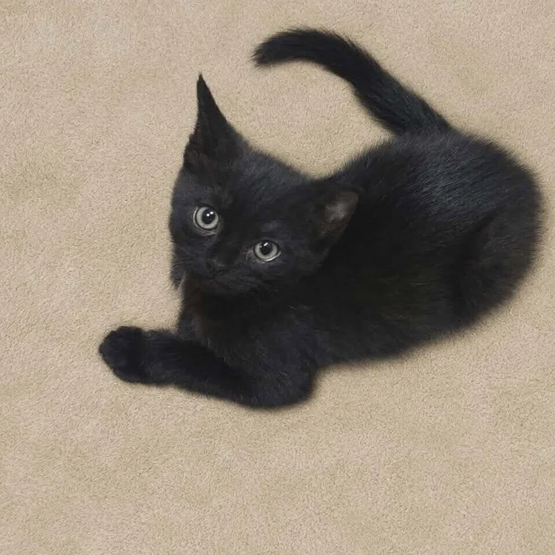 A baby medium-sized female Black Domestic Short Hair cat named Cay for adoption in Candler, NC