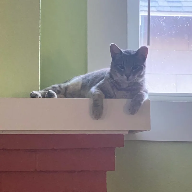 A young small-sized male Gray / Blue / Silver Domestic Short Hair cat named Mitzy for adoption in Waco, TX