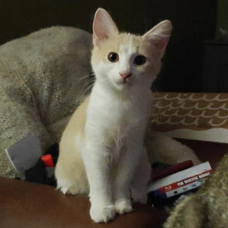A young medium-sized male Domestic Medium Hair cat named Nobby Nobbs for adoption in Phoenix, AZ