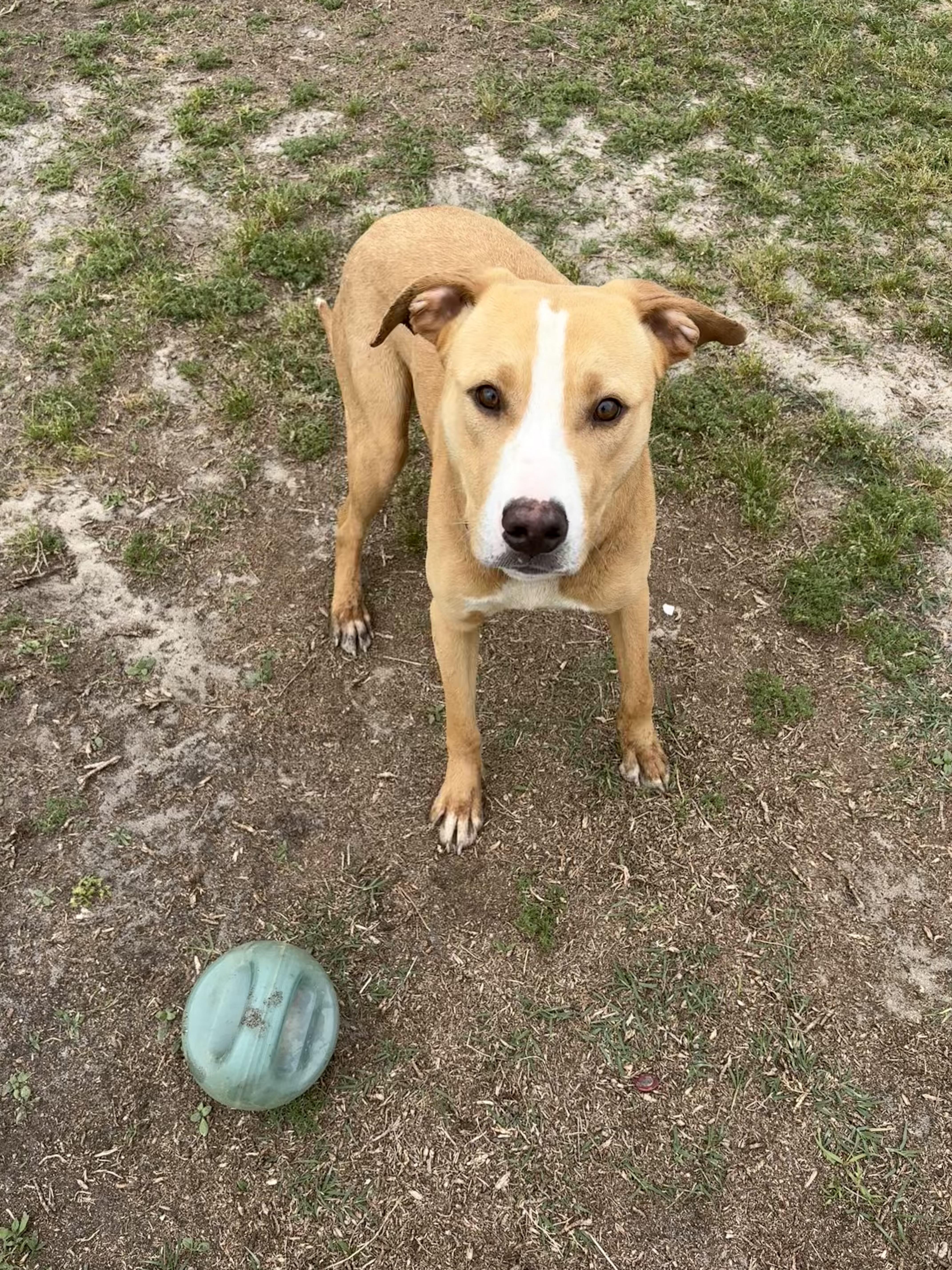 A young medium-sized male Yellow / Tan / Blond / Fawn Labrador Retriever dog named Archie for adoption in Valdosta, GA