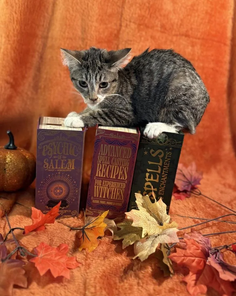 A young small-sized female Domestic Short Hair cat named Claudette for adoption in Wheaton, IL