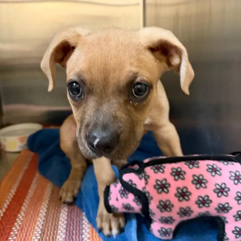 A baby medium-sized female Yellow / Tan / Blond / Fawn Mixed Breed dog named June for adoption in Palm Springs, CA