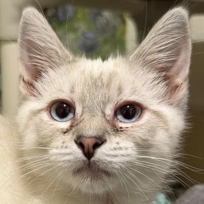 A baby medium-sized male Domestic Short Hair cat named D`Artagnan for adoption in Pleasanton, CA