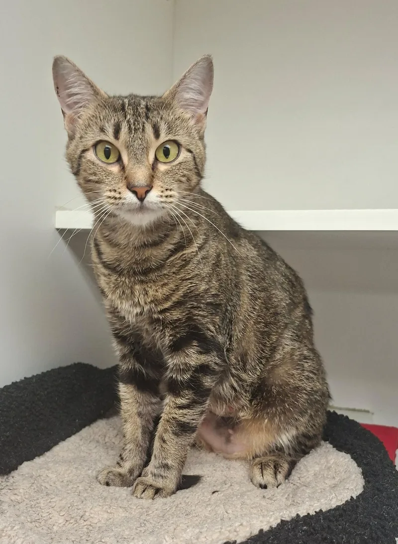 A young medium-sized female Tabby (Brown / Chocolate) Domestic Short Hair cat named Erica May for adoption in Wallingford, CT