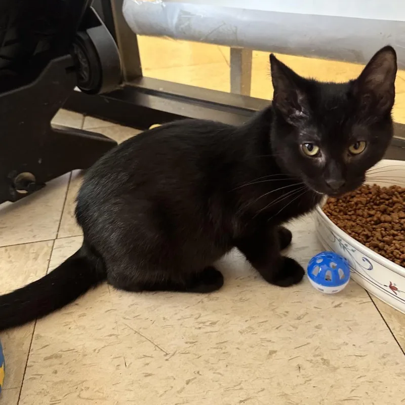 A baby small-sized male Black Domestic Short Hair cat named Nilla PL for adoption in Union, MO