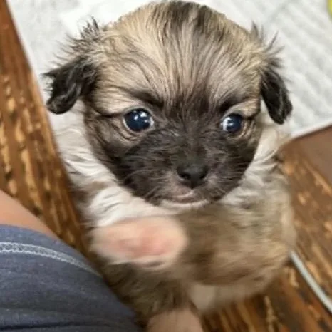 A baby small-sized female Yellow / Tan / Blond / Fawn Pug dog named Grace for adoption in Santa Rosa, CA