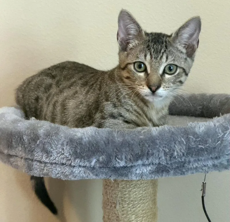 A baby medium-sized male Tabby cat named Cafecito for adoption in MONTGOMERY, TX