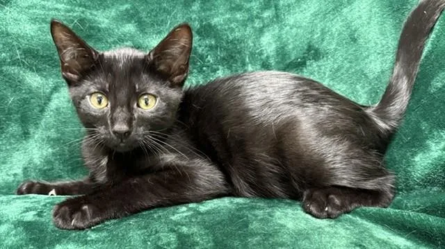 A young medium-sized male Black & White / Tuxedo Domestic Short Hair cat named Mork for adoption in Miller Beach, IN