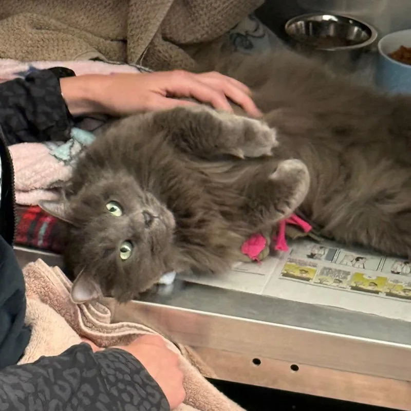 An adult medium-sized female Gray / Blue / Silver Domestic Long Hair cat named Karma for adoption in Pittsburgh, PA