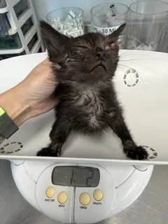 A baby small-sized male Domestic Short Hair cat named Tiny Man for adoption in Haw River, NC