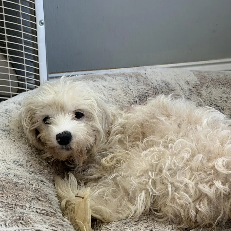 A young small-sized female Cockapoo dog named Primrose for adoption in Sequatchie, TN