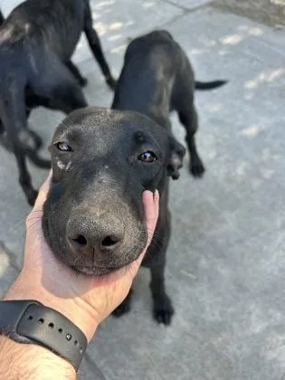 A baby medium-sized female Labrador Retriever dog named Blooper for adoption in Fresno, CA