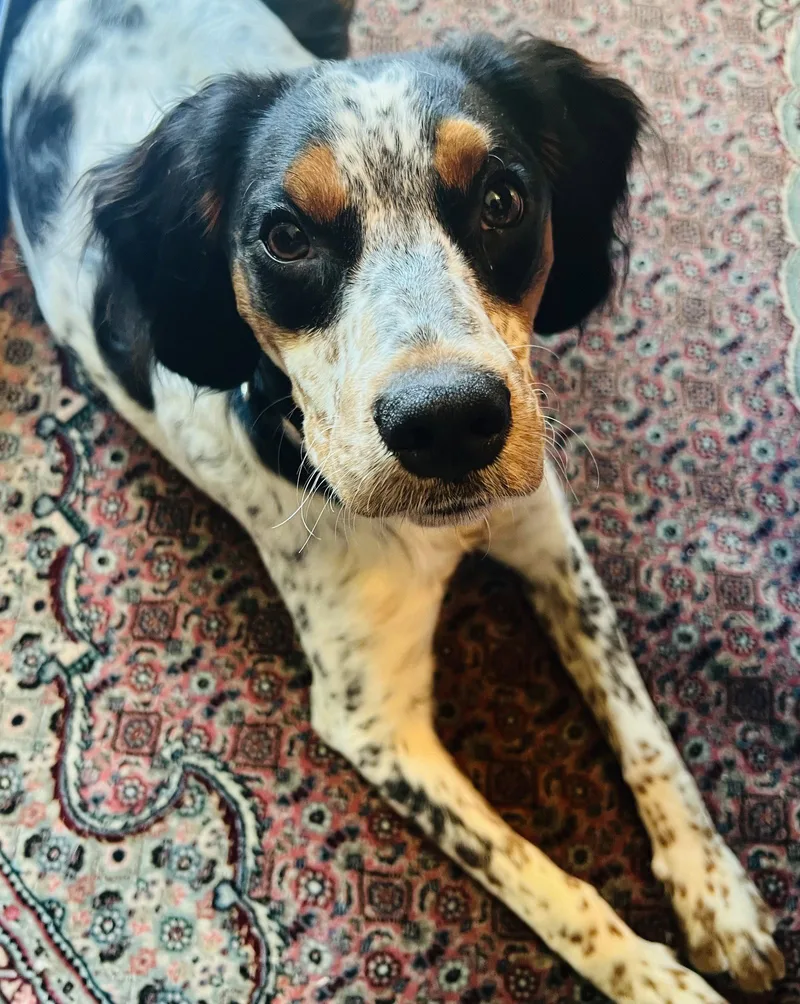 A young medium-sized female English Setter dog named Delta for adoption in Germantown, OH