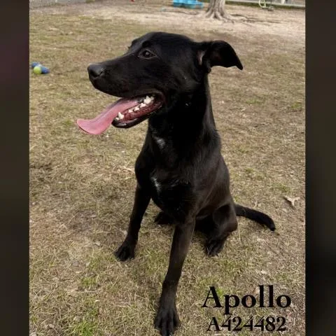 Apollo