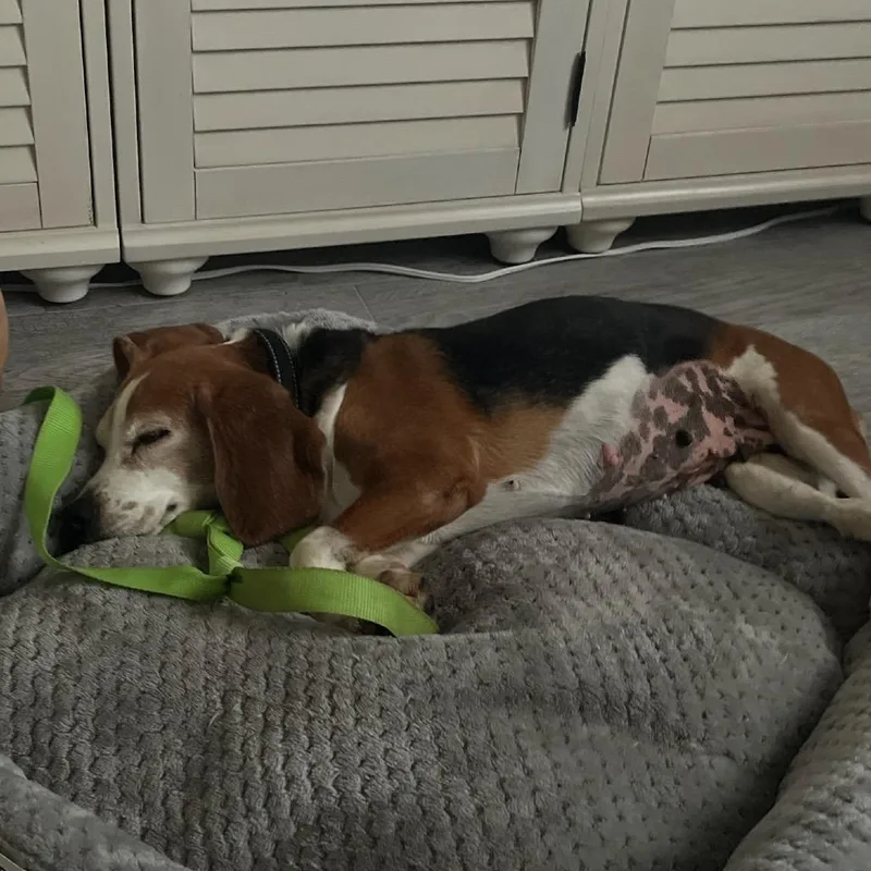 A senior medium-sized female Brown / Chocolate Beagle dog named Vera for adoption in Nowata, OK