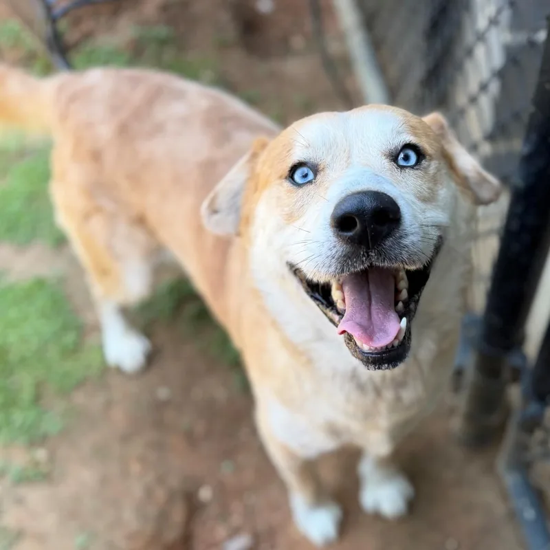 An adult medium-sized male Apricot / Beige Husky dog named Tooty for adoption in Summerdale, AL