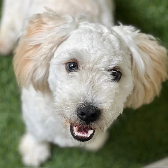 A young small-sized male Maltese dog named Pinoccio for adoption in Burlingame, CA