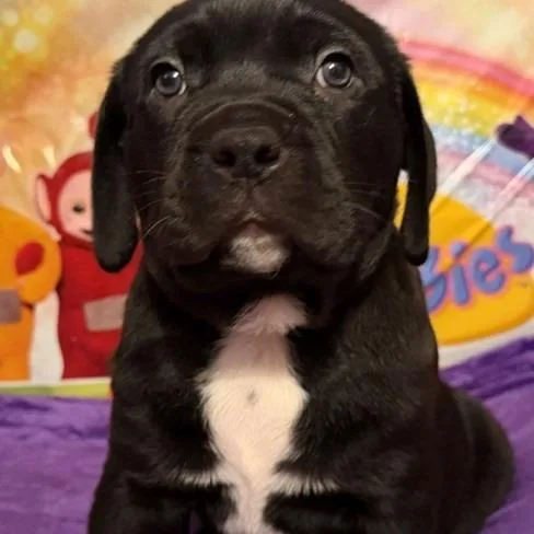 A baby large-sized male Rottweiler dog named Tinky Winky for adoption in Normal, IL