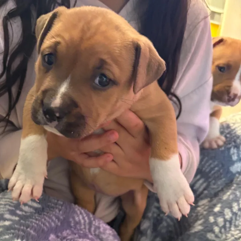 A baby medium-sized female Yellow / Tan / Blond / Fawn Pit Bull Terrier dog named Belle for adoption in Pennsville, NJ