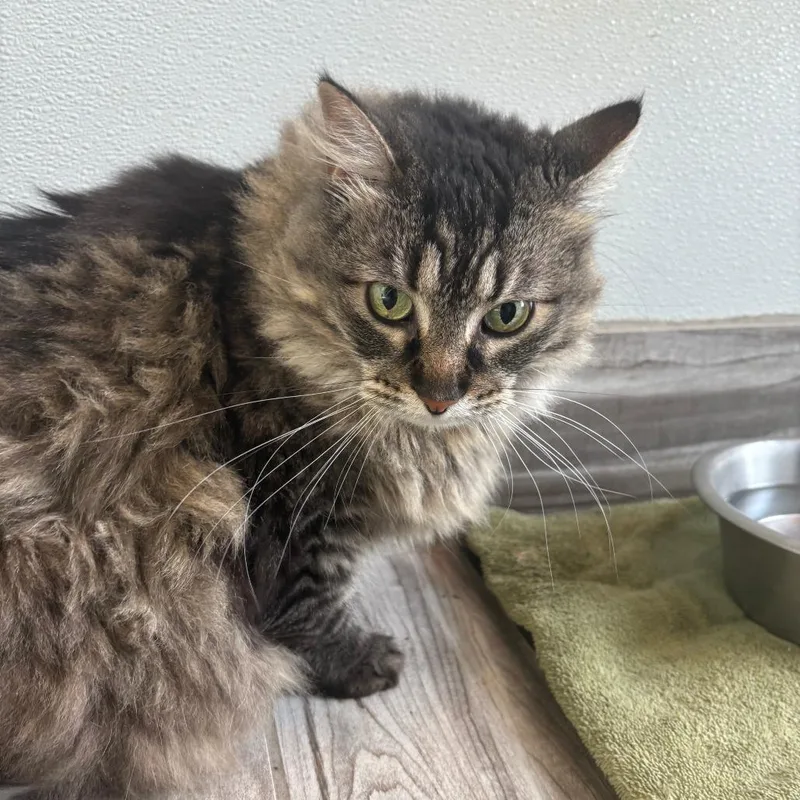 A senior small-sized female Gray / Blue / Silver Domestic Medium Hair cat named Hazel Grace for adoption in West Des Moines, IA