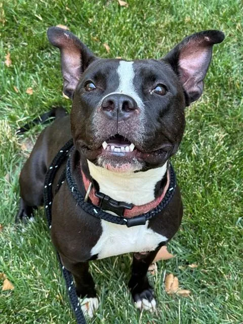 An adult large-sized female Terrier dog named Miracle for adoption in Olivette, MO