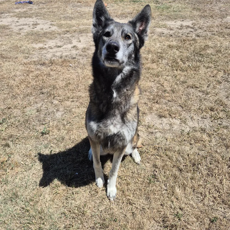 An adult medium-sized female Shepherd dog named Kita for adoption in Schertz, TX