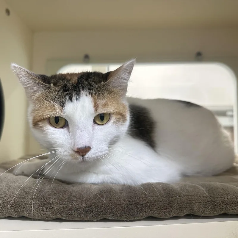 An adult medium-sized female Calico Domestic Long Hair cat named Lilo for adoption in Converse, TX