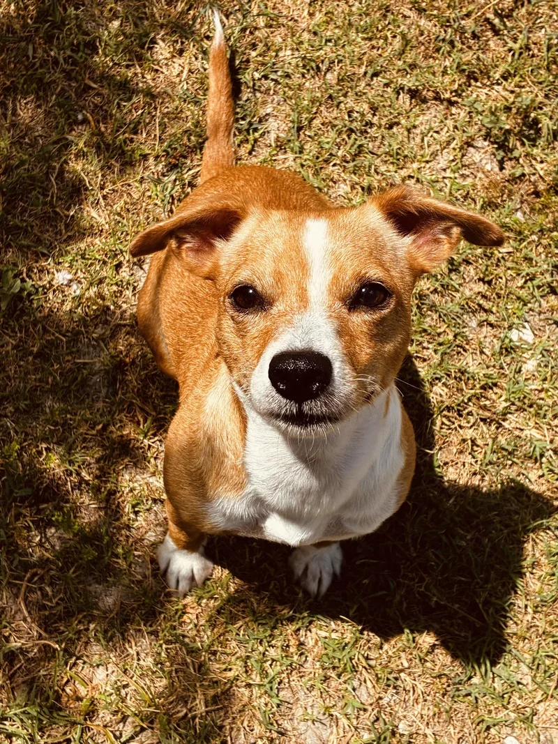 An adult small-sized female Apricot / Beige Mixed Breed dog named Cheyenne for adoption in New Port Richey, FL