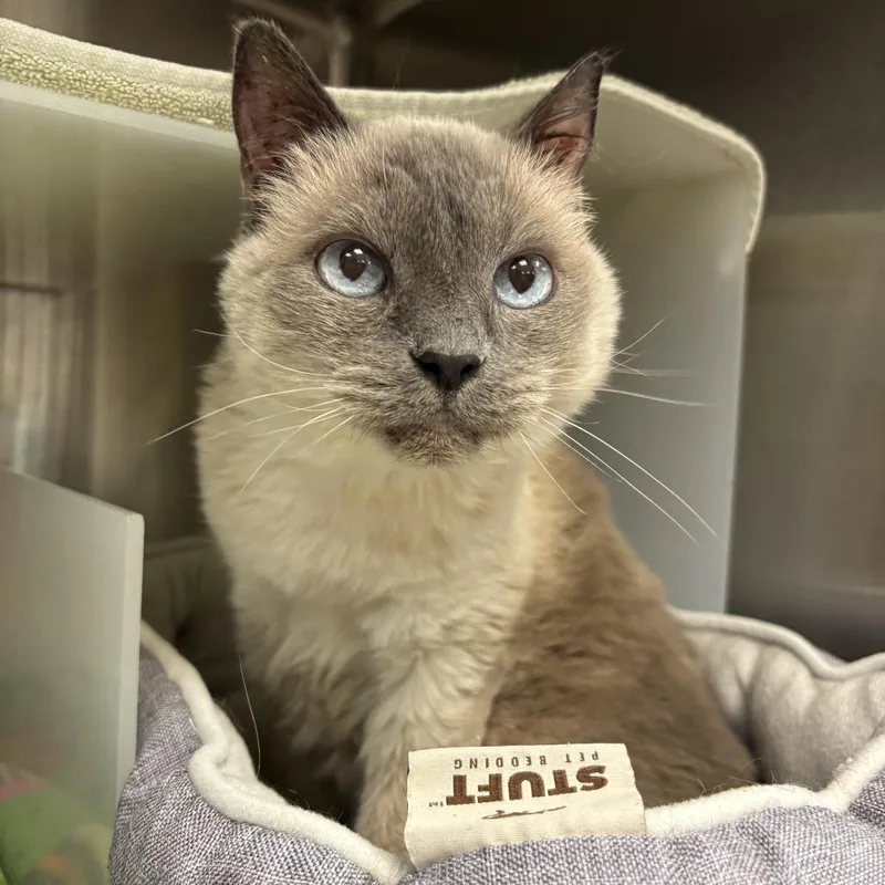 A senior medium-sized female Gray / Blue / Silver Domestic Short Hair cat named Finney for adoption in Santa Barbara, CA