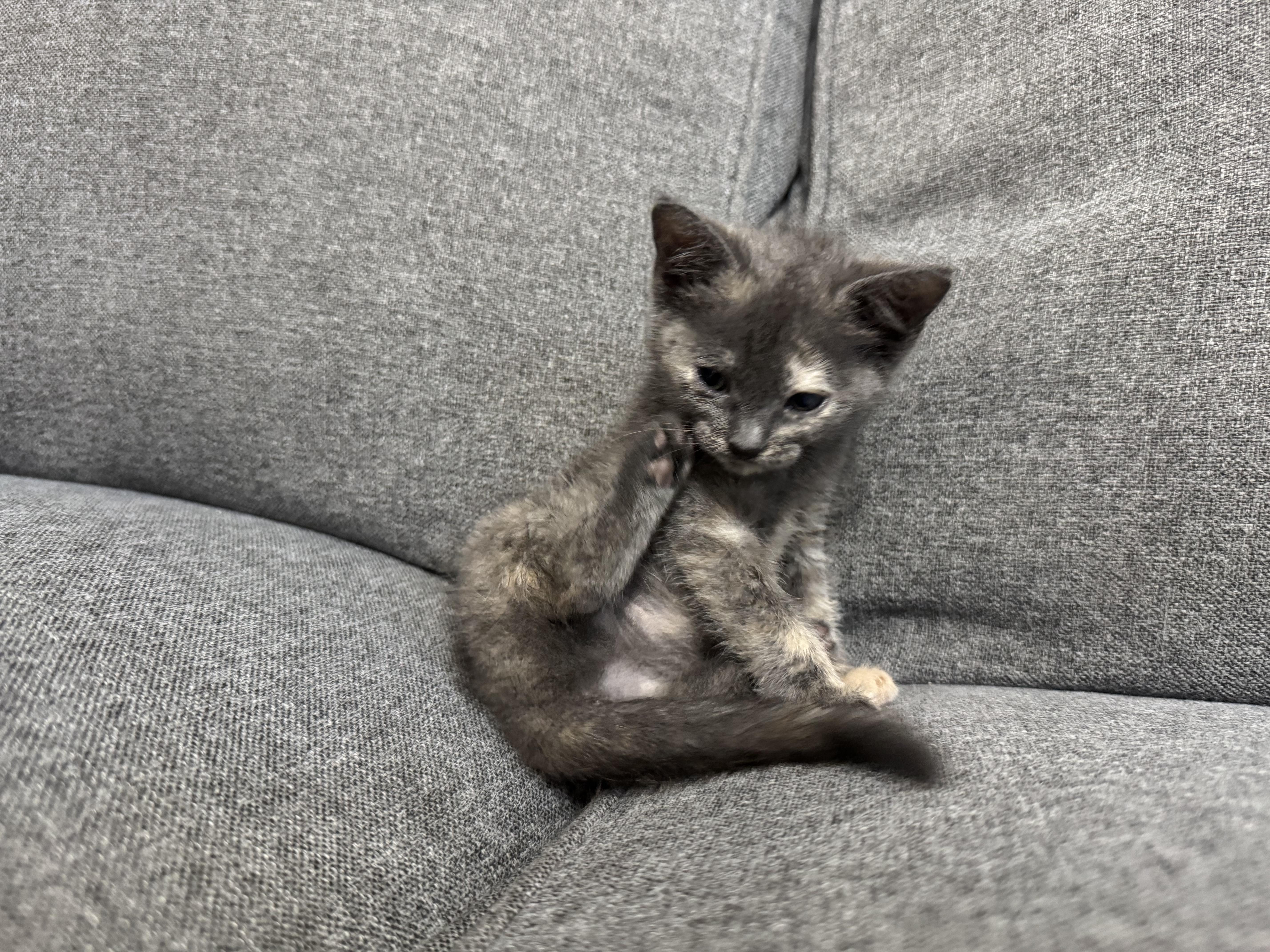 A baby medium-sized female Domestic Short Hair cat named Fiona for adoption in Margate, FL