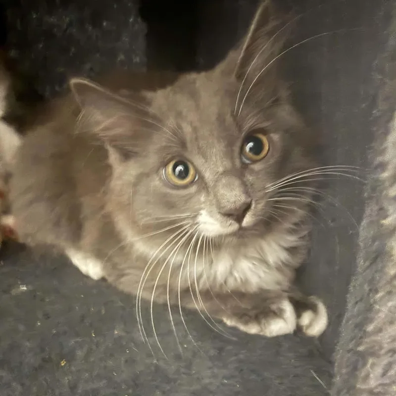 A baby small-sized male American Shorthair cat named Raphael for adoption in Danbury, CT