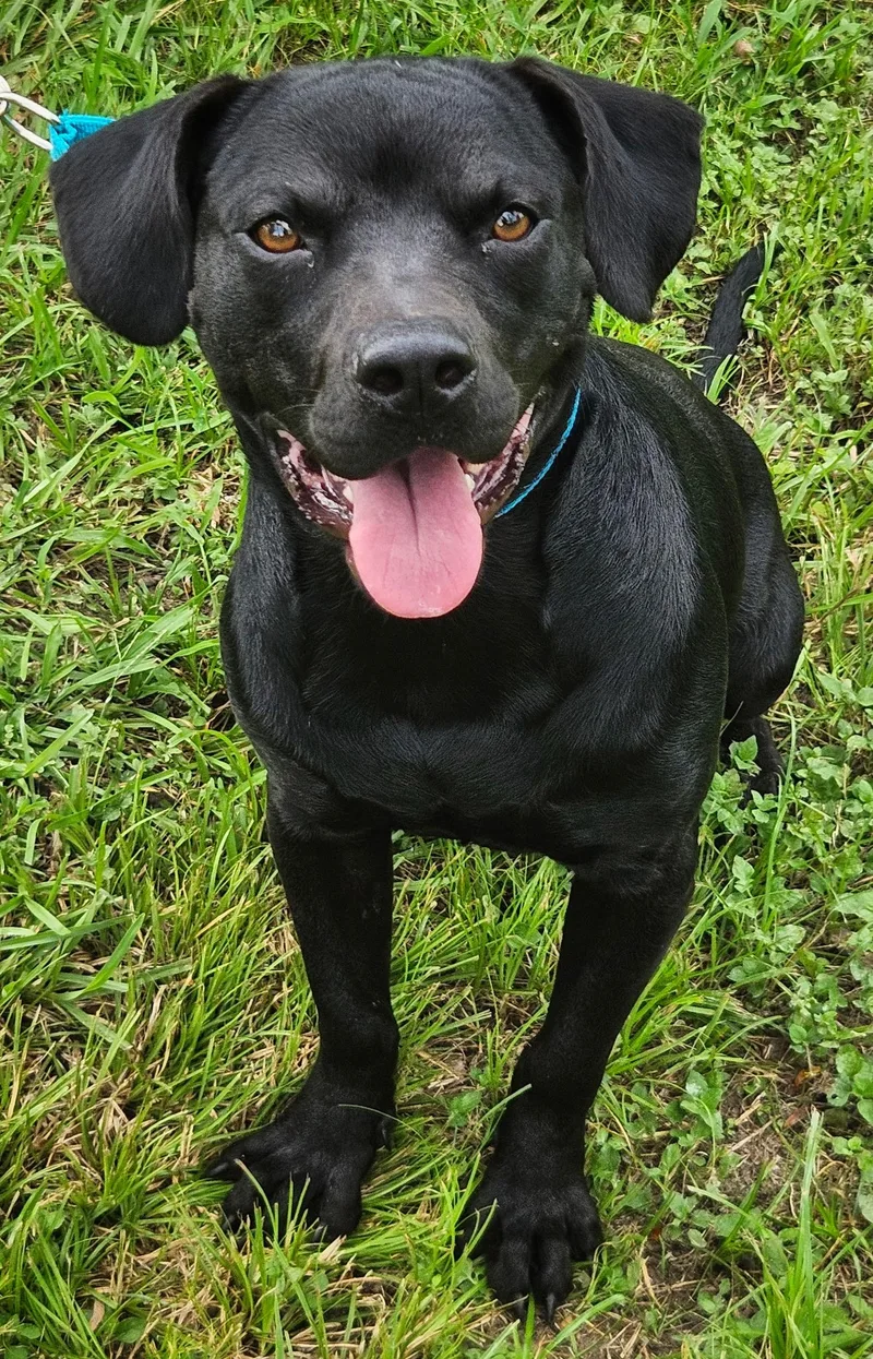 A young medium-sized male Black Labrador Retriever dog named Chance for adoption in Dallas, TX