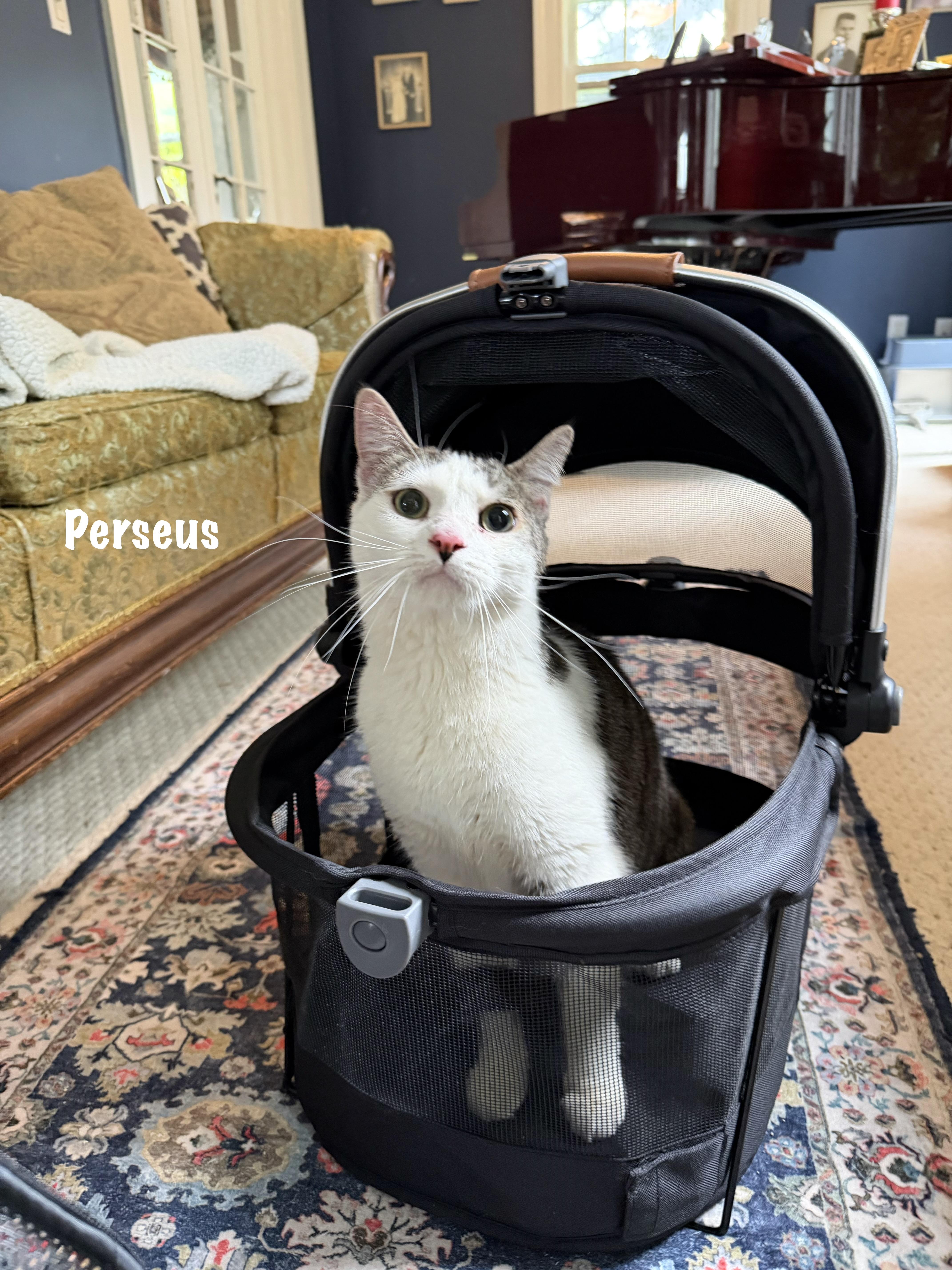 Perseus thumbnail 2