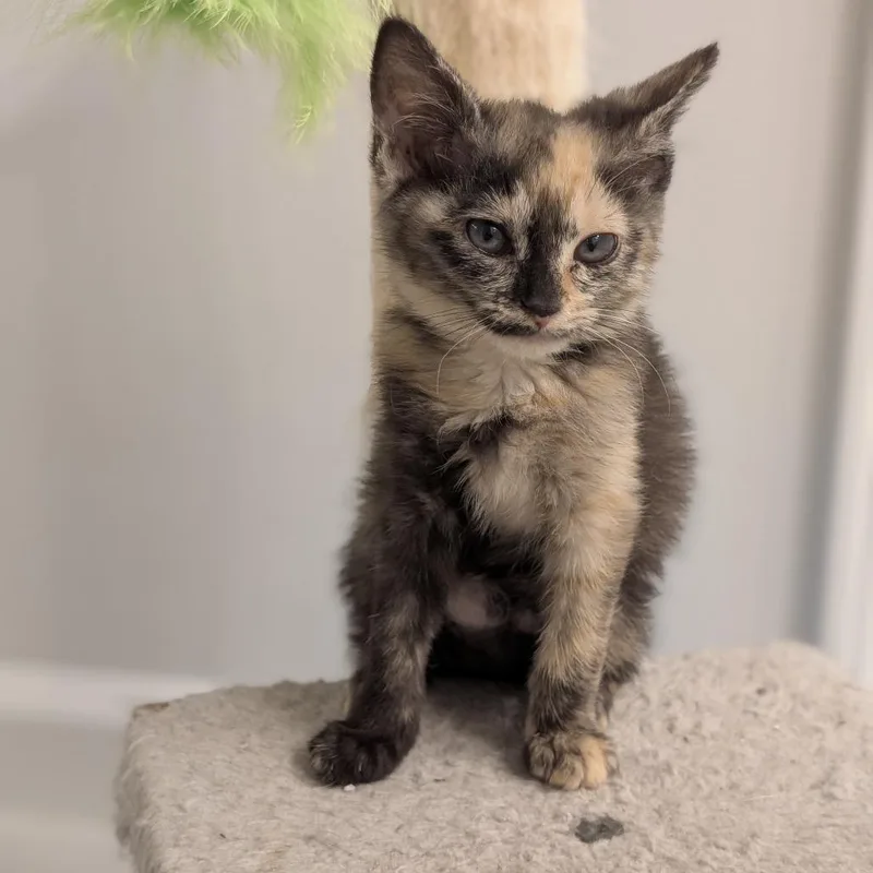 A baby small-sized female Tortoiseshell Domestic Short Hair cat named Daphne for adoption in Raleigh, NC