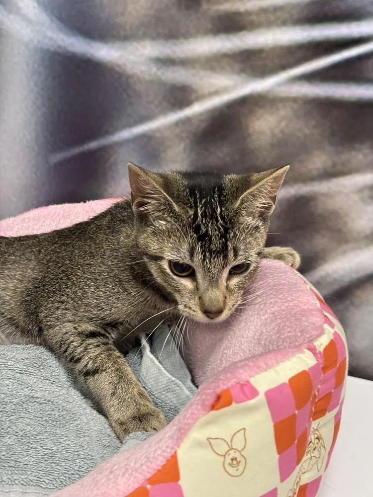 A baby small-sized female Gray / Blue / Silver Domestic Short Hair cat named Sophia for adoption in DeLand, FL