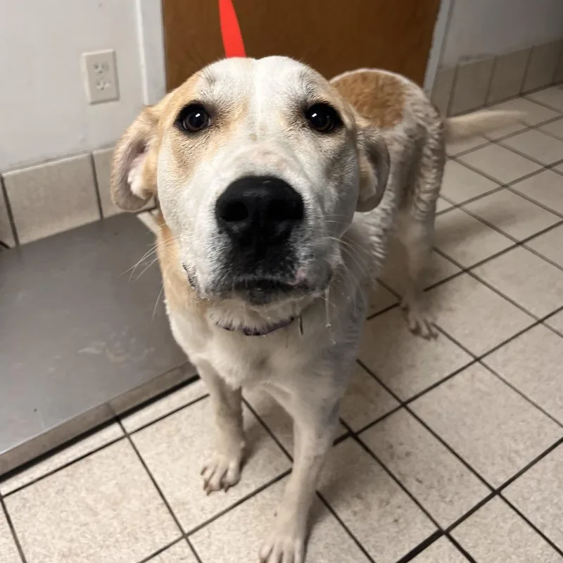 An adult medium-sized female Yellow / Tan / Blond / Fawn Mixed Breed dog named Ladybug for adoption in Charleston, WV