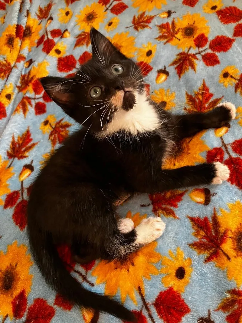 A baby medium-sized male Black & White / Tuxedo Domestic Short Hair cat named Conrad for adoption in Pasco, WA