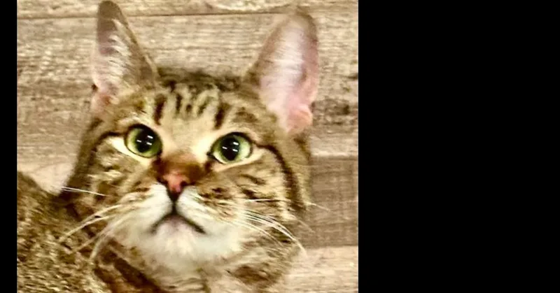 Maverick  Ch  thumbnail 2