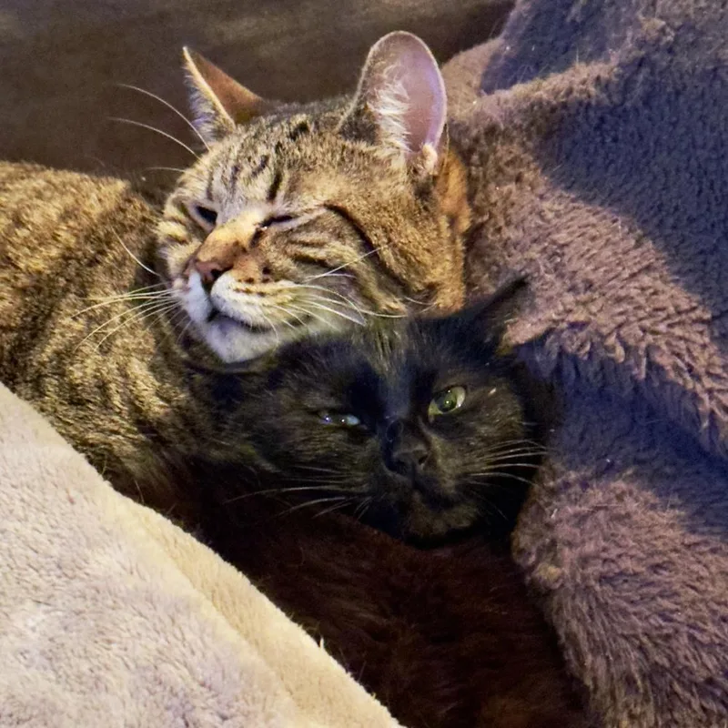 Maverick  Ch  thumbnail 4