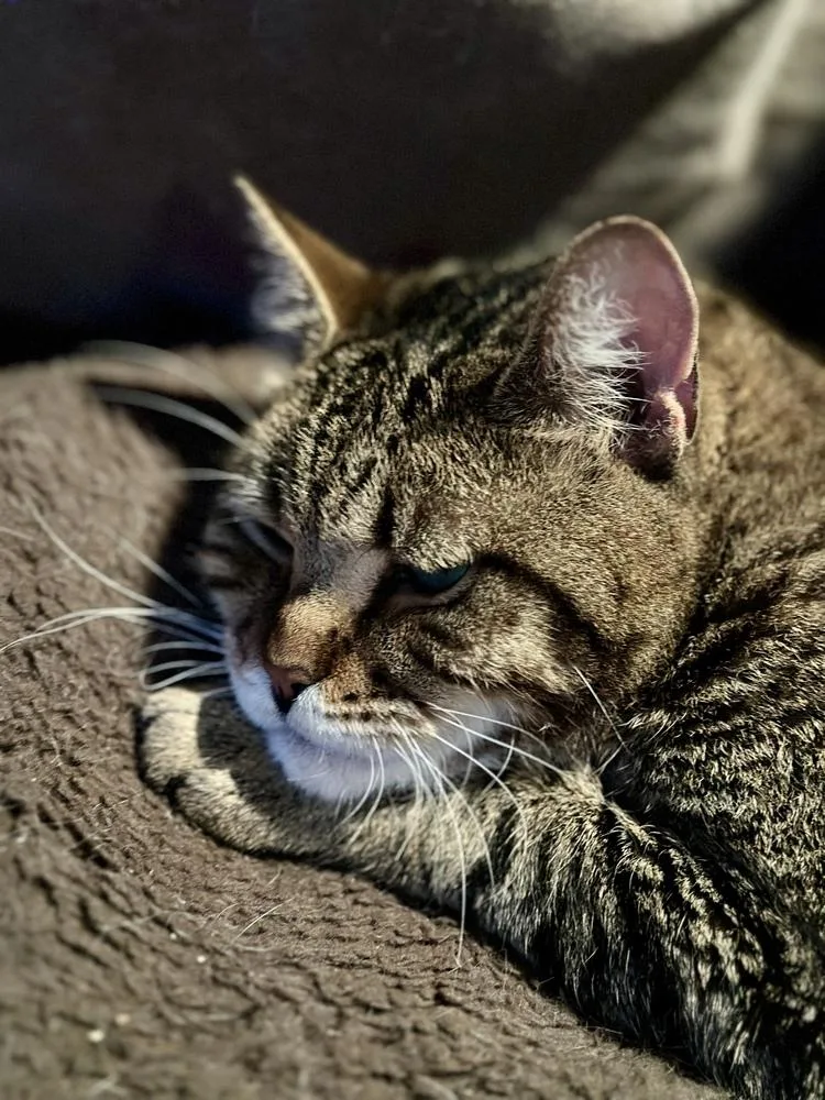 Maverick  Ch  thumbnail 6