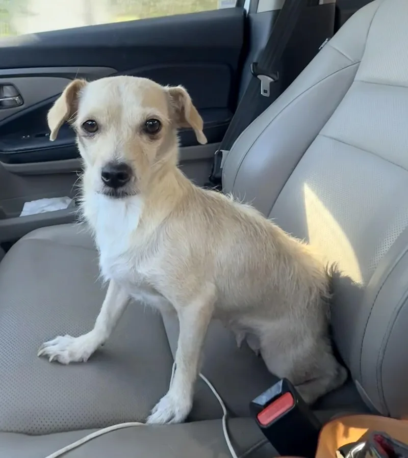 An adult small-sized female Terrier dog named Peaches for adoption in Penryn, CA